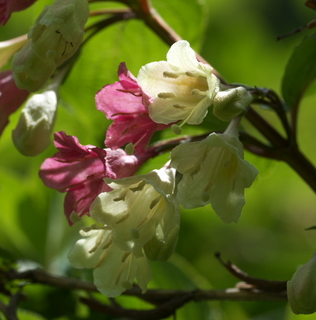DSC_2178.jpg
