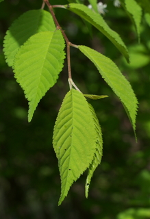 DSC_8221.jpg