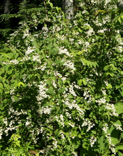 DSC_8527.jpg