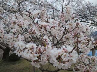 @IMG_0066.JPG