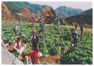 大根抜きA.jpg