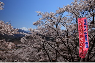 大法師公園の桜.JPG