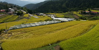 平林の棚田1.jpg