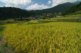 平林の棚田2.jpg