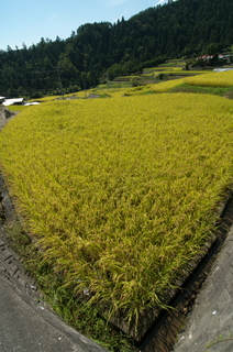 平林の棚田3.jpg