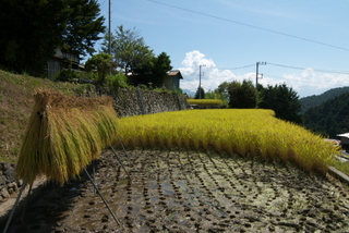 平林の棚田4.jpg