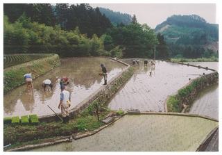 田植えC.jpg